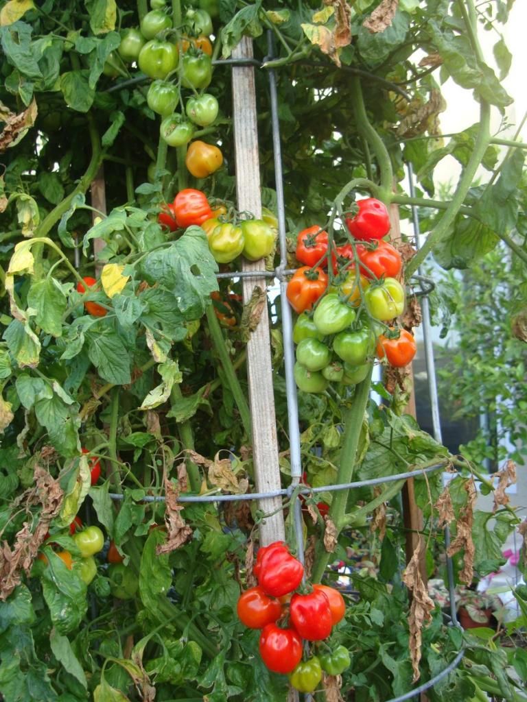  photo DSC05158Copy.jpg